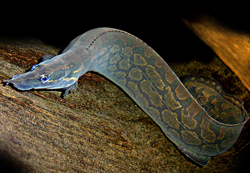 Loai ca vo dich ve canxi, duoc vi nhu nhan sam nuoc cua Viet Na