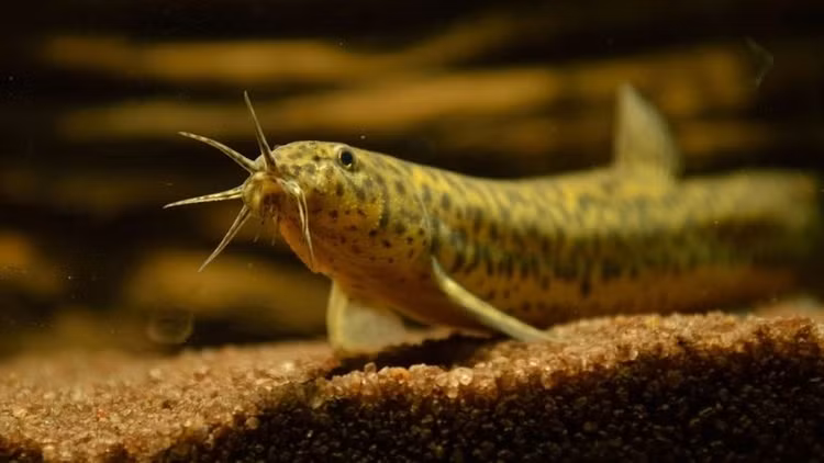 Loài cá vô địch về canxi, được ví như nhân sâm nước của Việt Na - Hình 2 Loai ca vo dich ve canxi, duoc vi nhu nhan sam nuoc cua Viet Na-Hinh-2