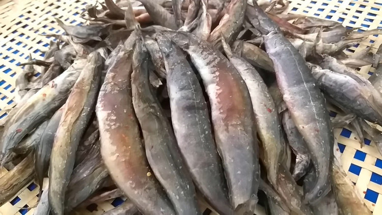 Loai ca vo dich ve canxi, duoc vi nhu nhan sam nuoc cua Viet Na-Hinh-13