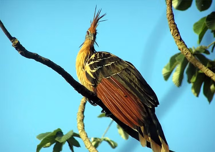 Sung so nhung loai chim ky quac nhu 'xuyen khong' den Trai Dat-Hinh-9