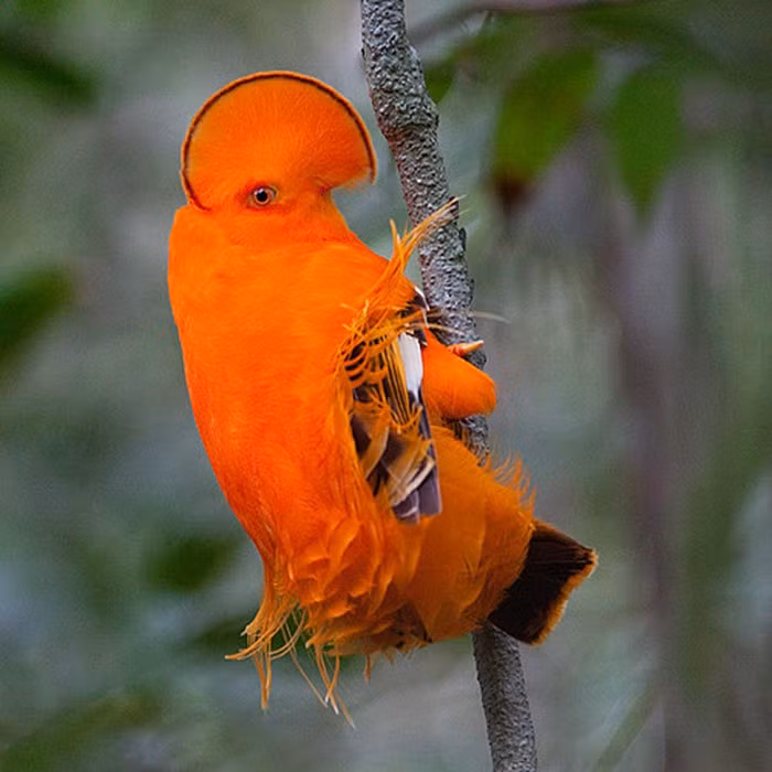 Sung so nhung loai chim ky quac nhu 'xuyen khong' den Trai Dat
