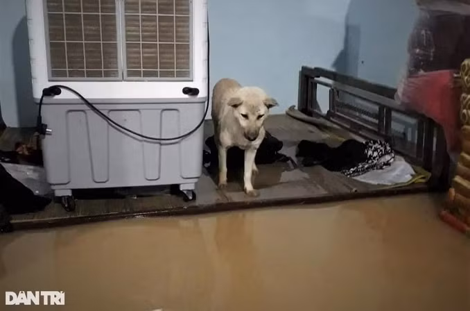 Người dân di dời tài sản lên khu vực cao hơn (Ảnh: D.Q).