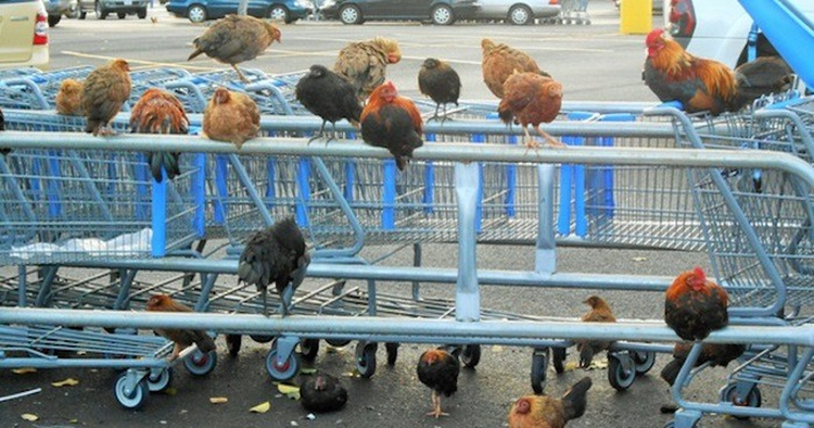 Kỳ lạ hòn đảo người dân không dám ăn thịt gà, sợ nhất sáng sớm - Hình 3 Ky la hon dao nguoi dan khong dam an thit ga, so nhat sang som-Hinh-3