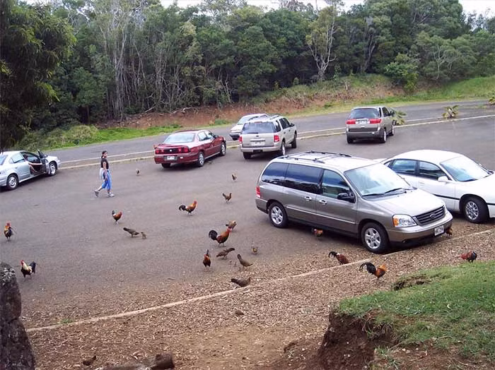 Ky la hon dao nguoi dan khong dam an thit ga, so nhat sang som-Hinh-6