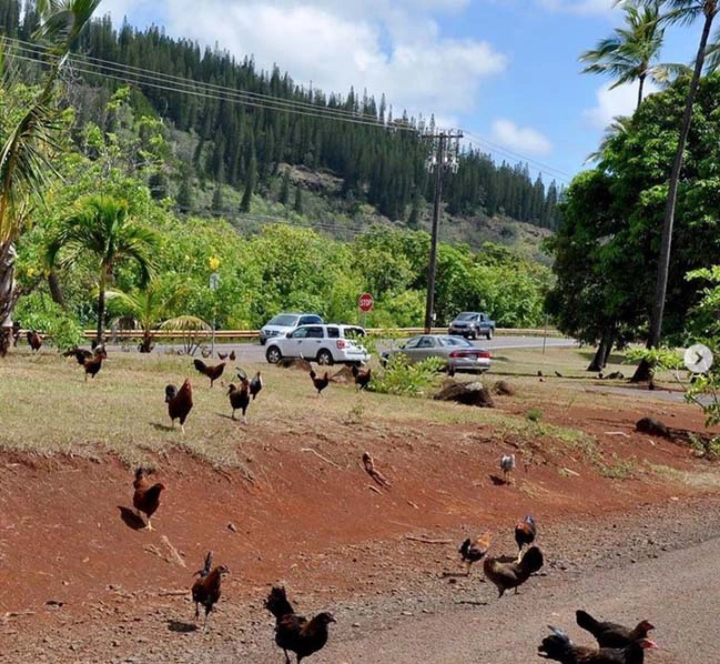 Kỳ lạ hòn đảo người dân không dám ăn thịt gà, sợ nhất sáng sớm - Hình 7 Ky la hon dao nguoi dan khong dam an thit ga, so nhat sang som-Hinh-7