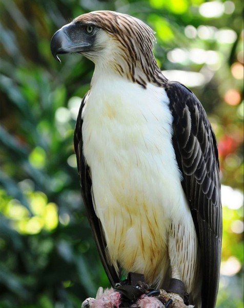 Loai chim khong lo giet khi tan bao, bieu tuong cua mot quoc gia-Hinh-3