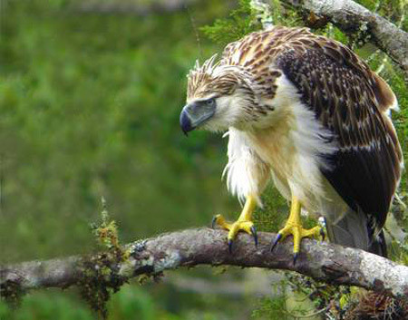Loai chim khong lo giet khi tan bao, bieu tuong cua mot quoc gia-Hinh-5
