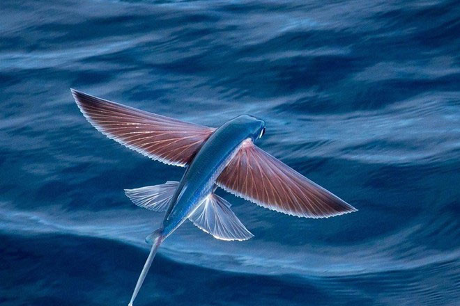 Doc la loai ca bay thoan thoat tren nuoc: Viet Nam co nhieu