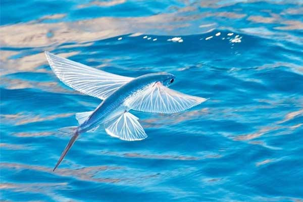 Doc la loai ca bay thoan thoat tren nuoc: Viet Nam co nhieu-Hinh-6