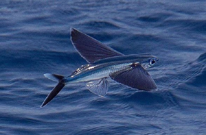 Doc la loai ca bay thoan thoat tren nuoc: Viet Nam co nhieu-Hinh-4