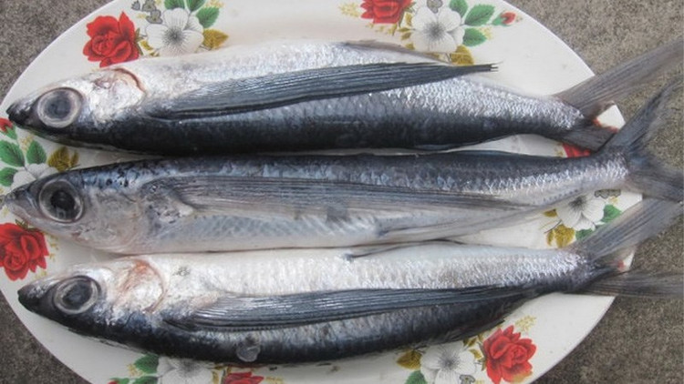 Doc la loai ca bay thoan thoat tren nuoc: Viet Nam co nhieu-Hinh-9