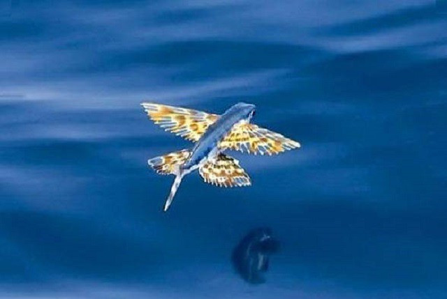 Doc la loai ca bay thoan thoat tren nuoc: Viet Nam co nhieu-Hinh-5