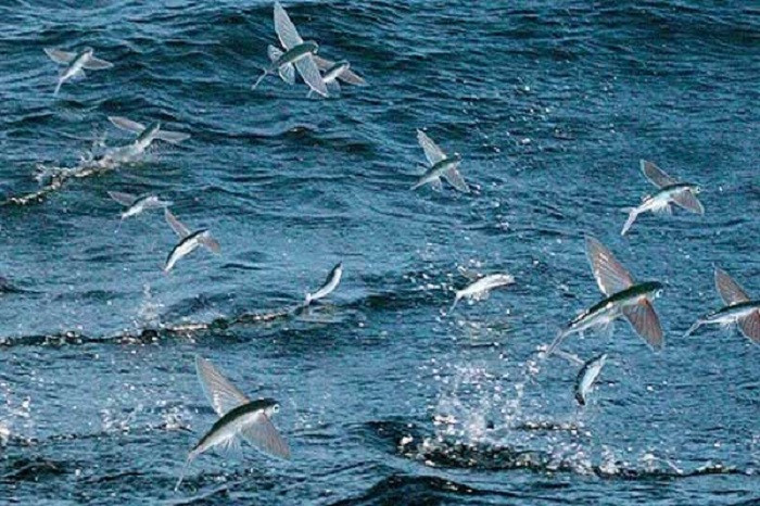 Doc la loai ca bay thoan thoat tren nuoc: Viet Nam co nhieu-Hinh-8