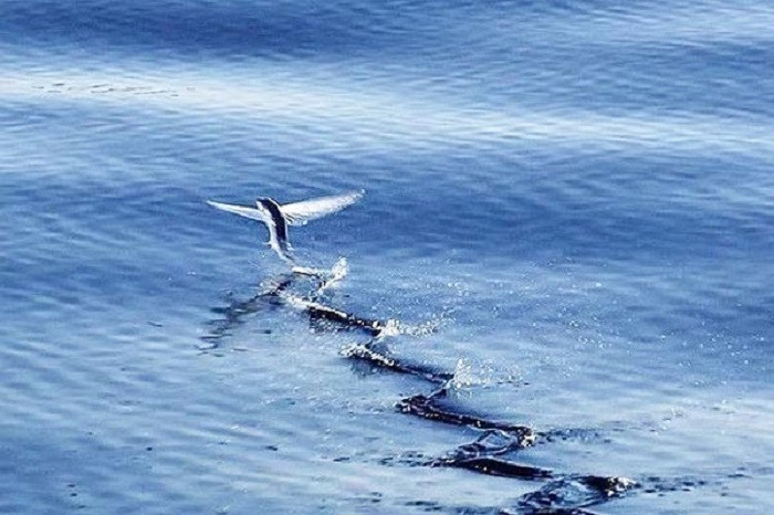 Doc la loai ca bay thoan thoat tren nuoc: Viet Nam co nhieu-Hinh-7