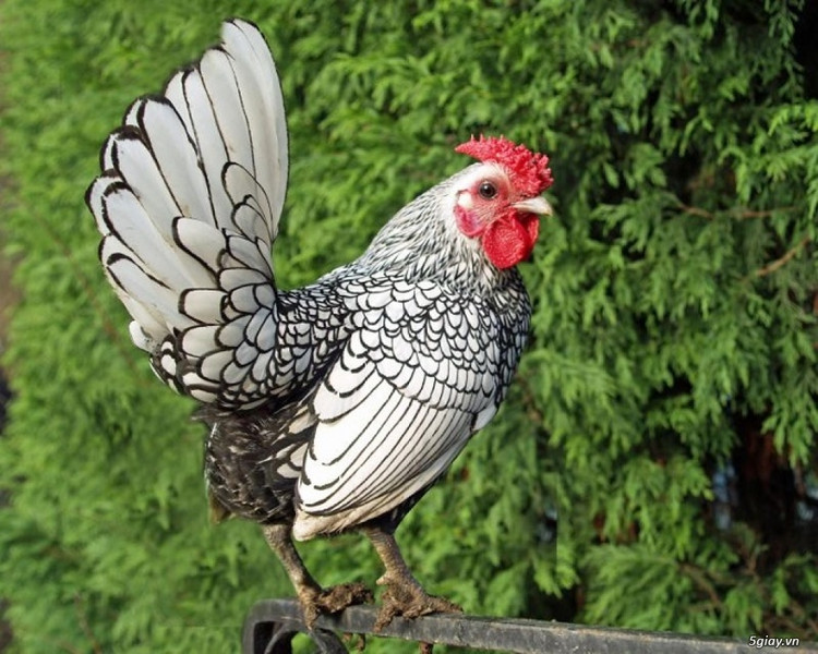 6 giong ga quy dat nhat Viet Nam, co tien chua chac mua duoc-Hinh-8