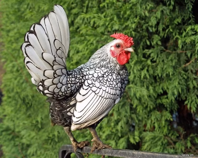 6 giong ga quy dat nhat Viet Nam, co tien chua chac mua duoc-Hinh-8