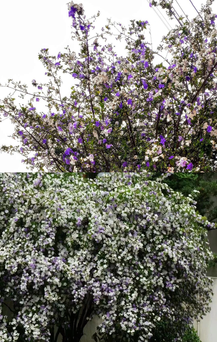 Doc la loai hoa du 3 mau, ten du 3 thoi, trong du vuong khi-Hinh-10