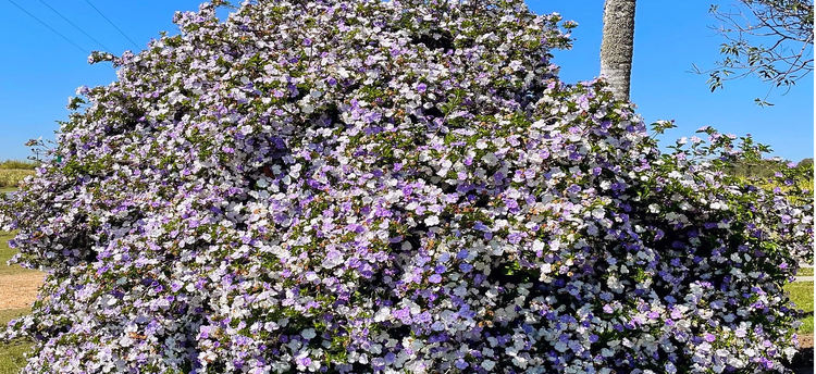 Doc la loai hoa du 3 mau, ten du 3 thoi, trong du vuong khi-Hinh-11