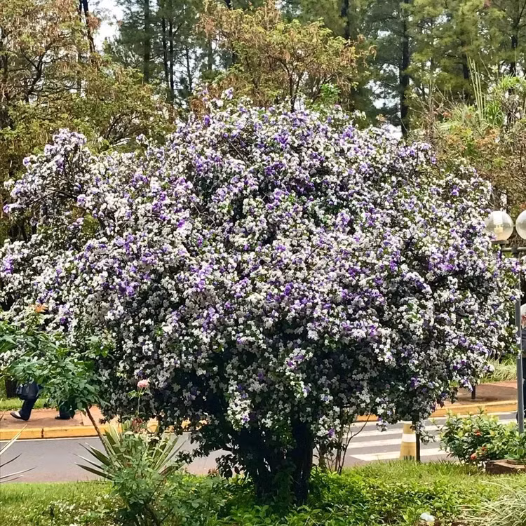 Doc la loai hoa du 3 mau, ten du 3 thoi, trong du vuong khi-Hinh-12