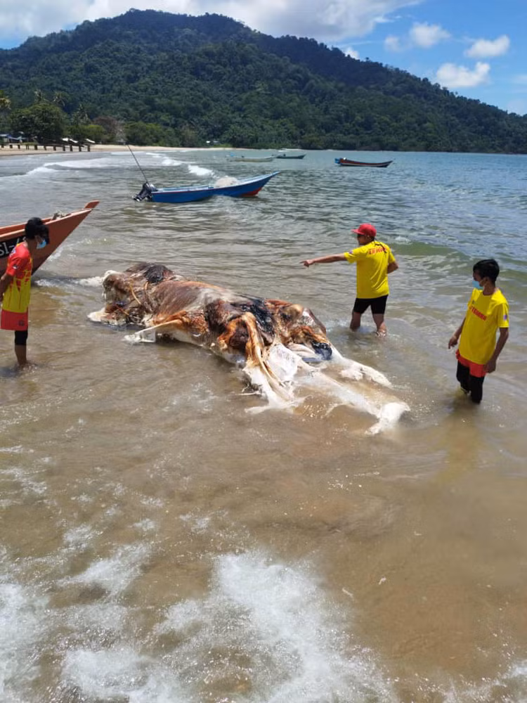 Chan dong sinh vat ky di nhu “xuyen khong” dat vao bo bien-Hinh-4