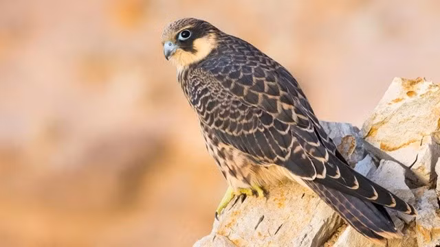 La lung loai chim nhot con moi lam tu binh truoc khi an thit