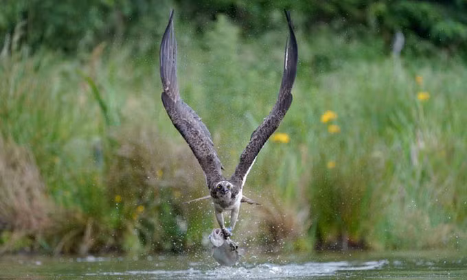 La lung loai chim nhot con moi lam tu binh truoc khi an thit-Hinh-6