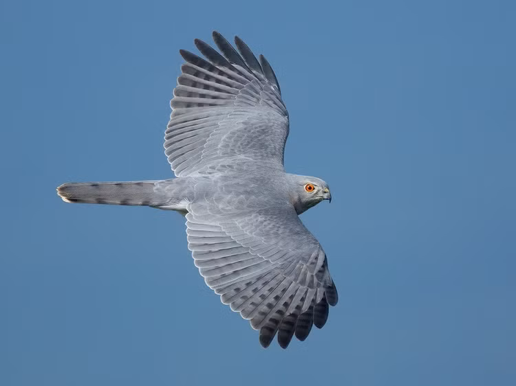 La lung loai chim nhot con moi lam tu binh truoc khi an thit-Hinh-12