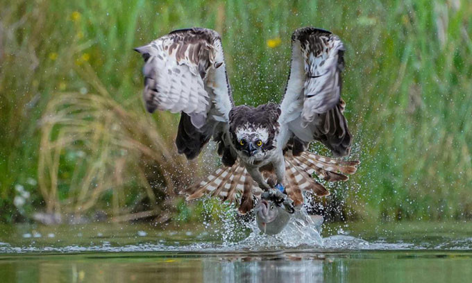 La lung loai chim nhot con moi lam tu binh truoc khi an thit-Hinh-5