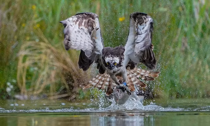 La lung loai chim nhot con moi lam tu binh truoc khi an thit-Hinh-5