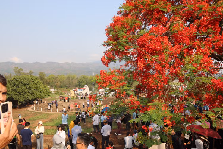 Lang nguoi truoc sac do “la” cua hoa phuong tren doi A1-Hinh-4