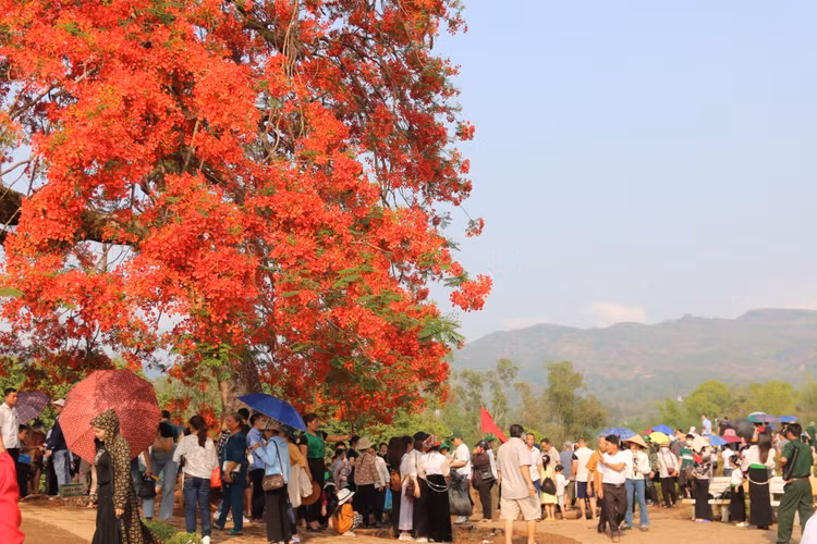 Lang nguoi truoc sac do “la” cua hoa phuong tren doi A1-Hinh-5