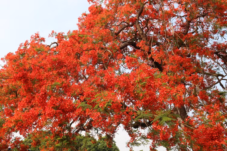 Lang nguoi truoc sac do “la” cua hoa phuong tren doi A1-Hinh-3
