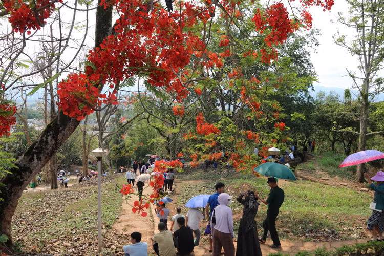 Lang nguoi truoc sac do “la” cua hoa phuong tren doi A1-Hinh-10