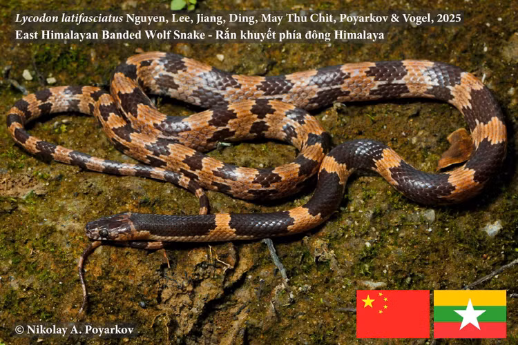 Cong bo loai ran soi moi, nha khoa hoc Viet giai ma sao?