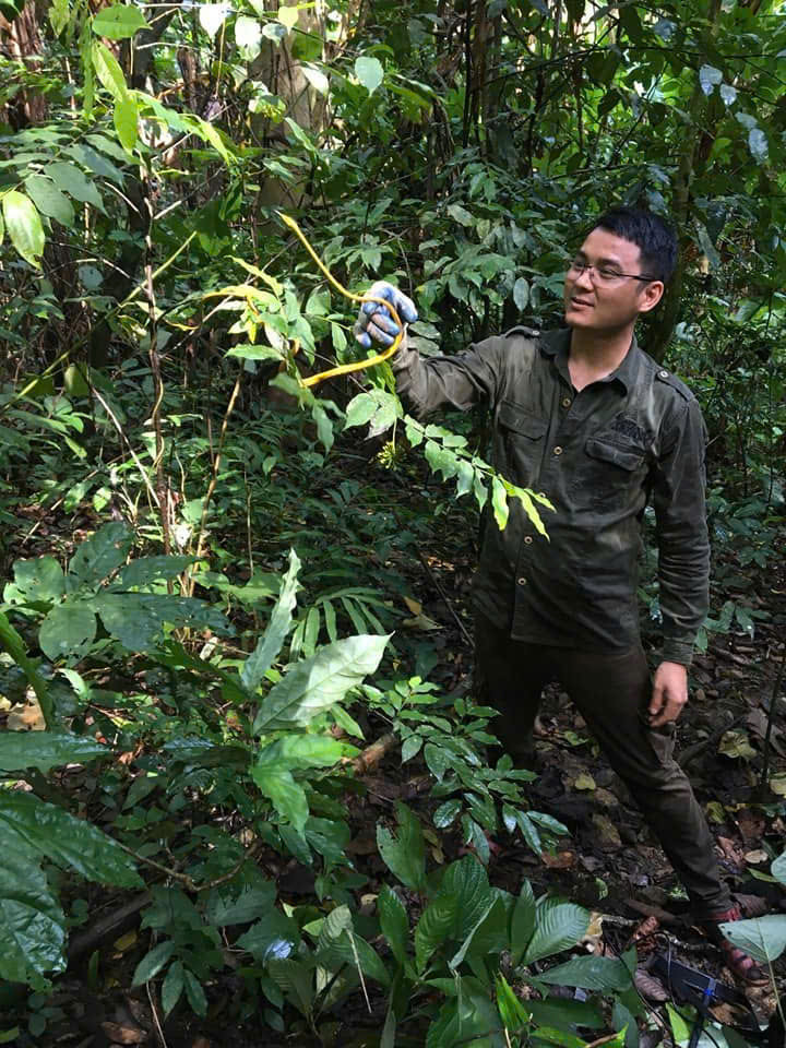Cong bo loai ran soi moi, nha khoa hoc Viet giai ma sao?-Hinh-3