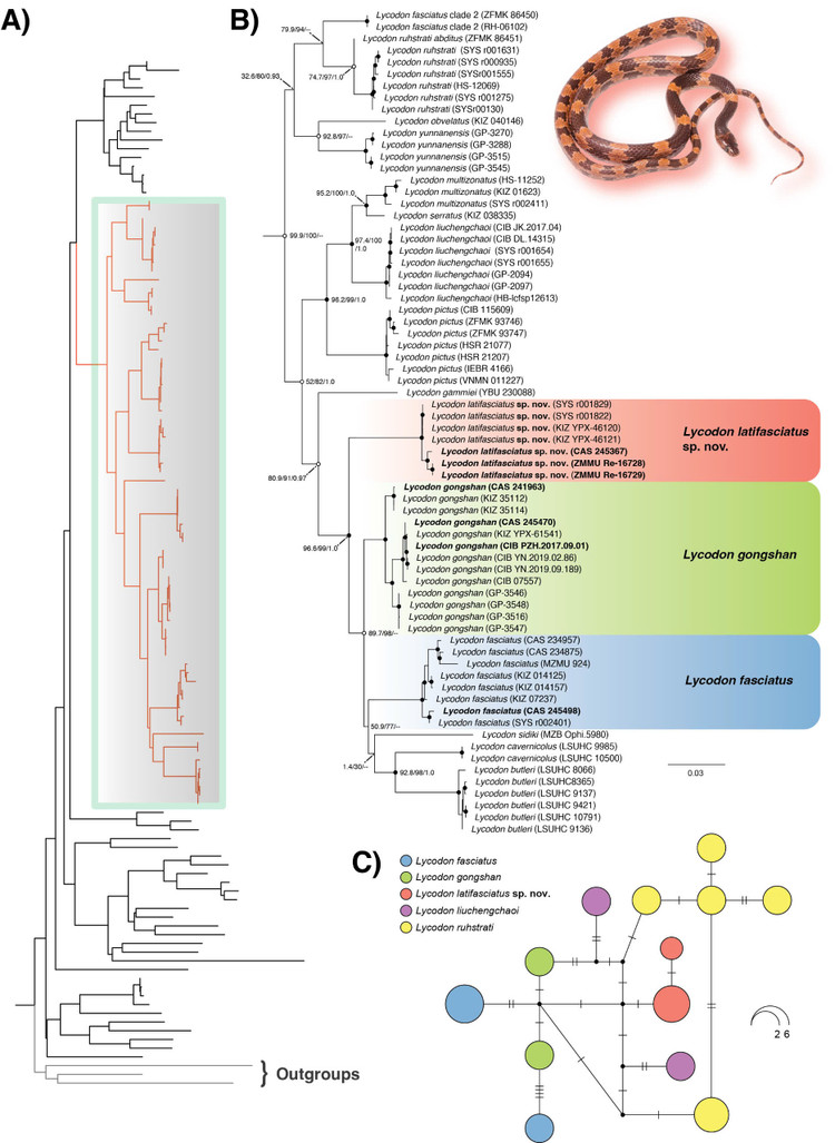Cong bo loai ran soi moi, nha khoa hoc Viet giai ma sao?-Hinh-4