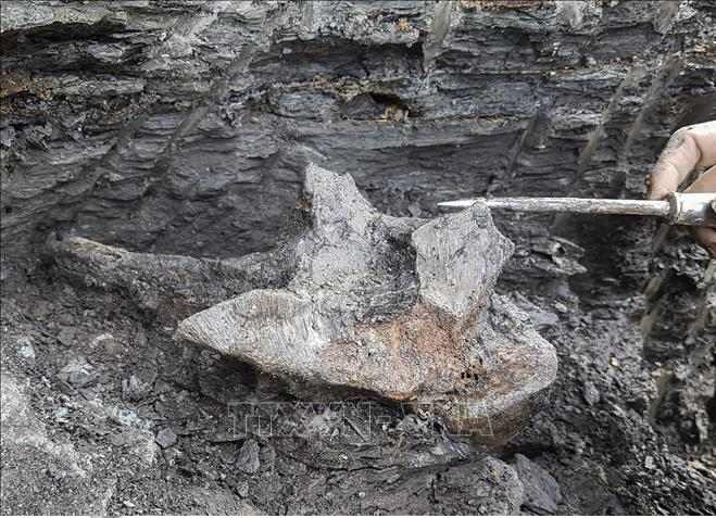 Ca heo do 16 trieu tuoi va loat thuy quai ky di gay am anh-Hinh-4