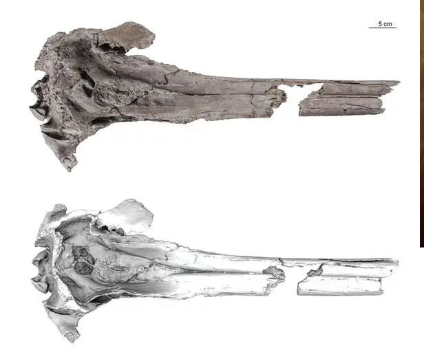 Ca heo do 16 trieu tuoi va loat thuy quai ky di gay am anh-Hinh-3