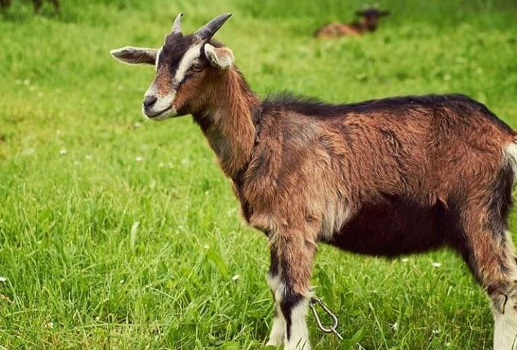 Tử vi 12 con giáp năm 2024: Kẻ thuận lợi, người gập ghềnh khó khăn - Hình 16 Tu vi 12 con giap nam 2024: Ke thuan loi, nguoi gap ghenh kho khan-Hinh-16