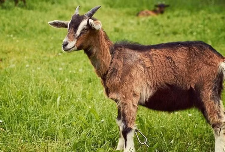 Tu vi 12 con giap nam 2024: Ke thuan loi, nguoi gap ghenh kho khan-Hinh-16