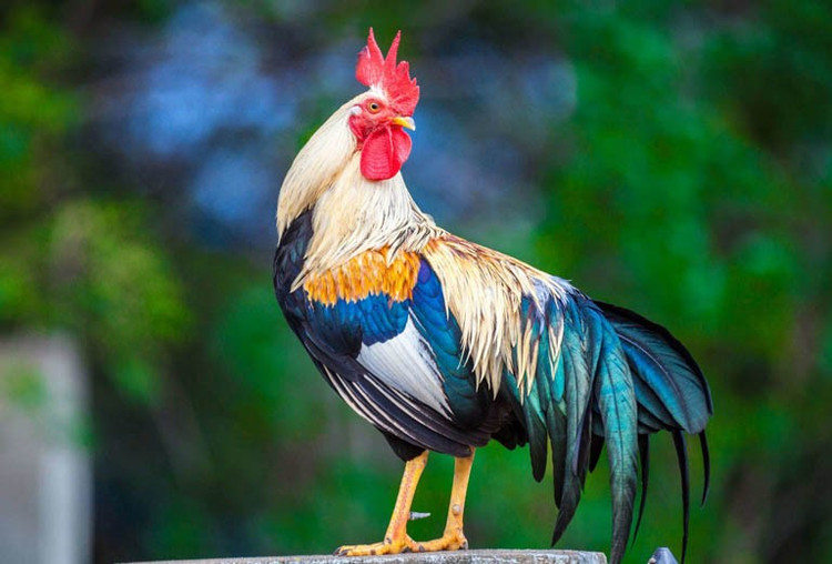 Tử vi 12 con giáp năm 2024: Kẻ thuận lợi, người gập ghềnh khó khăn - Hình 19 Tu vi 12 con giap nam 2024: Ke thuan loi, nguoi gap ghenh kho khan-Hinh-19