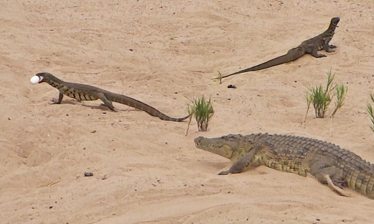 Top ky da to lon, “sat thu” san moi dang so nhat hanh tinh-Hinh-4