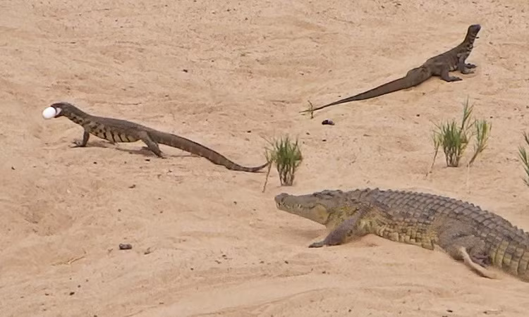 Top ky da to lon, “sat thu” san moi dang so nhat hanh tinh-Hinh-4