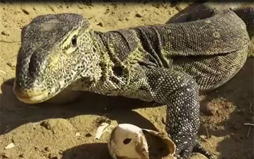 Top ky da to lon, “sat thu” san moi dang so nhat hanh tinh-Hinh-3