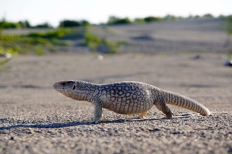 Top ky da to lon, “sat thu” san moi dang so nhat hanh tinh-Hinh-12