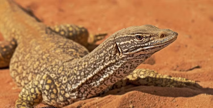 Top ky da to lon, “sat thu” san moi dang so nhat hanh tinh-Hinh-13