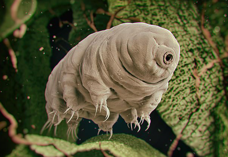 Dung toc gay voi anh phong dai loai gau nuoc - 