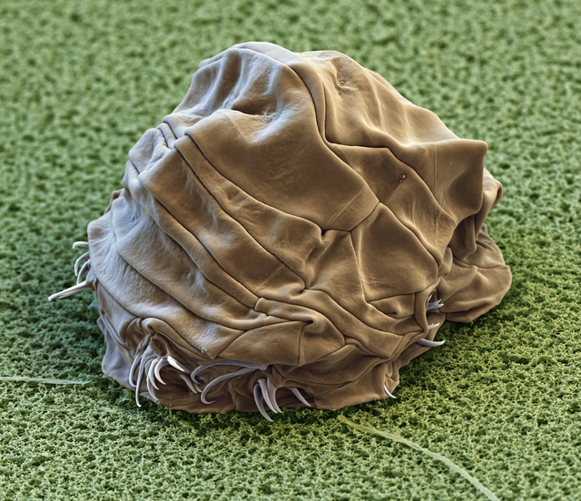 Dung toc gay voi anh phong dai loai gau nuoc - 