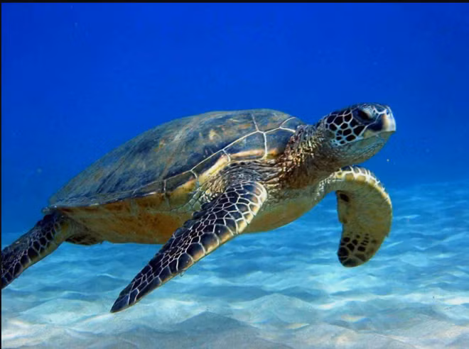 Rua bien mac luoi ngu dan Hue, loai cuc hiem trong Sach Do Viet Nam-Hinh-2