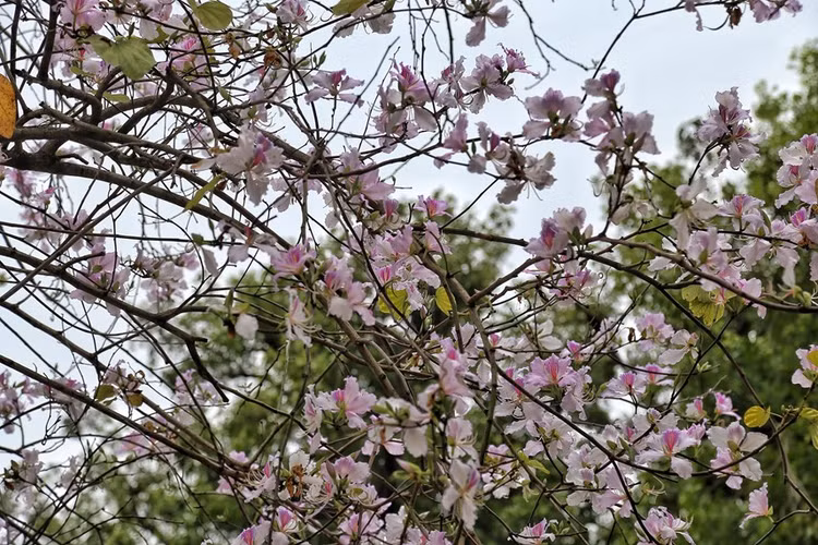 Ha Noi: Hoa ban no ro duong Bac Son, gioi tre no nuc chup anh-Hinh-12